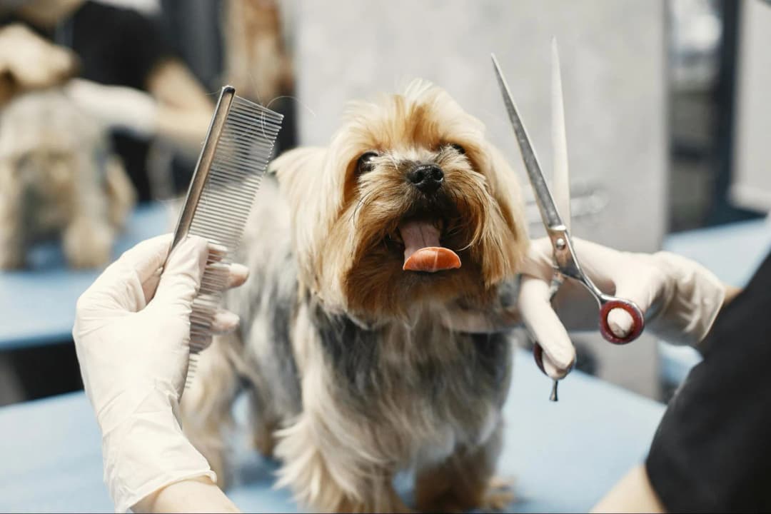 How Does Creative Pet Grooming Provide Practical Solutions?