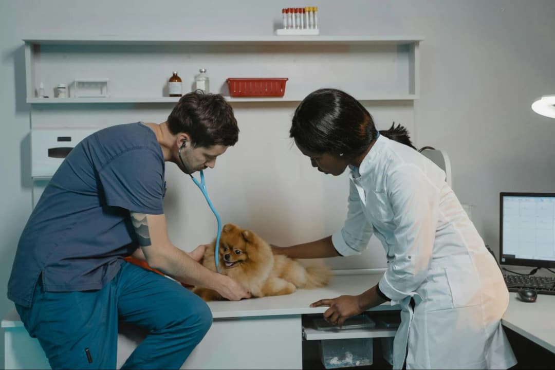 What Unexpected Cases Have Taught Valuable Lessons in Pet Care?