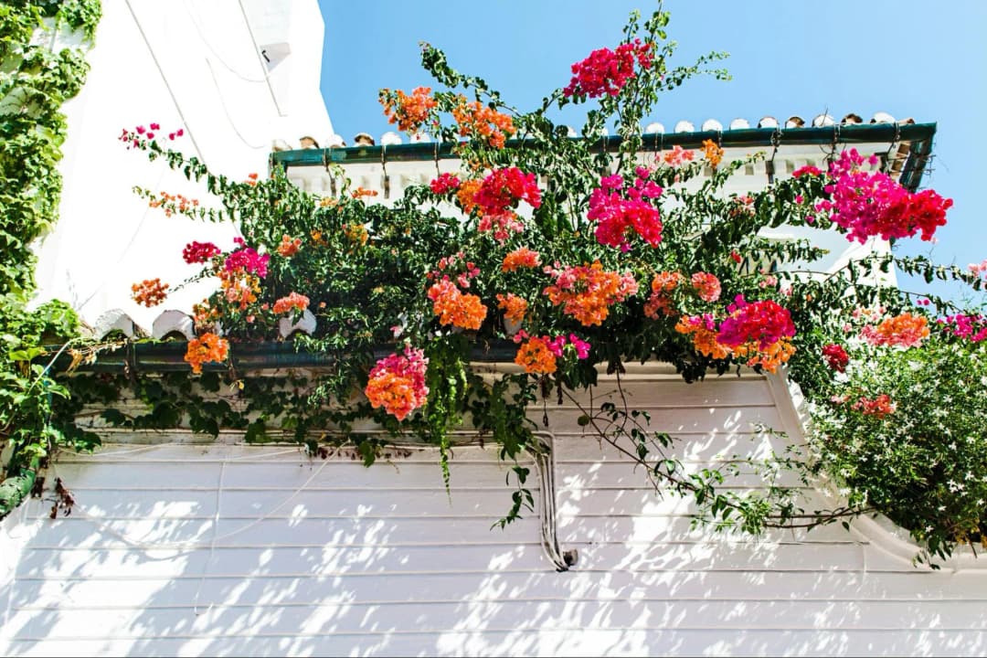 How Can You Maintain Plant Health During Extreme Weather?